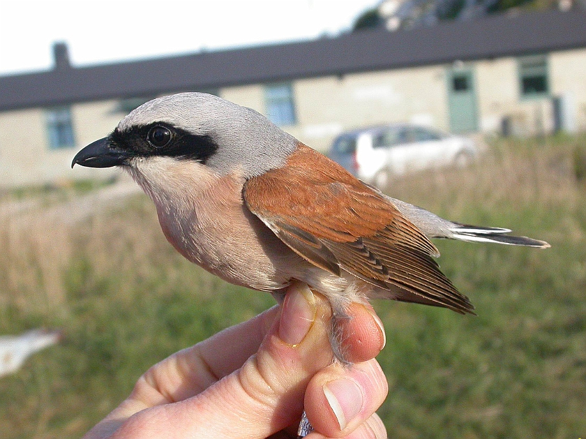 Red-backed Shrike, Sundre 20050601